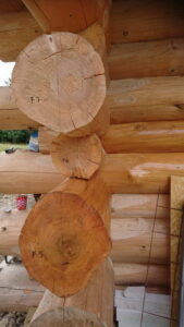 Przekrój kapilarny drewna - impregnacja drewna